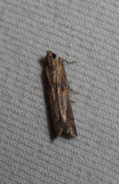 Etiella zinckenella - akácmoly