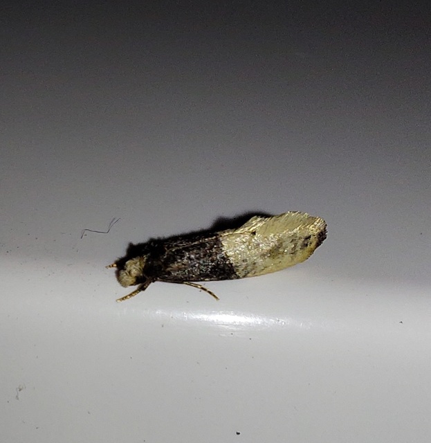 Trichophaga tapetzella - takácsmoly