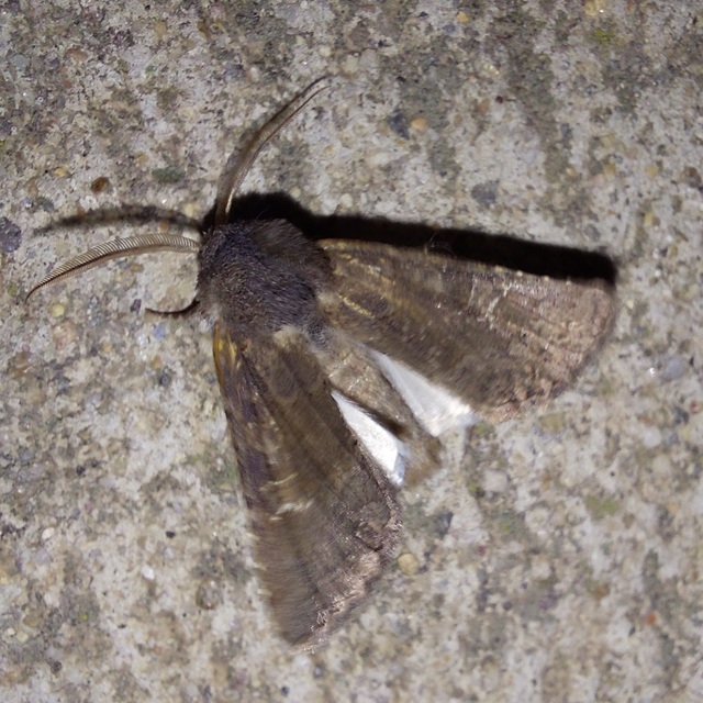 Aporophyla lutulenta - sziki őszibagoly