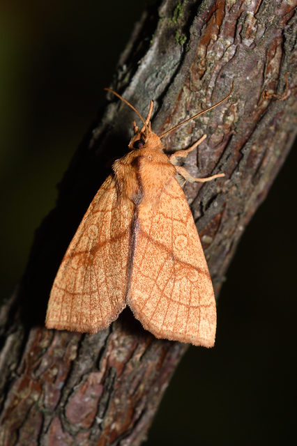 Tiliacea citrago - citromszínű sárgabagoly