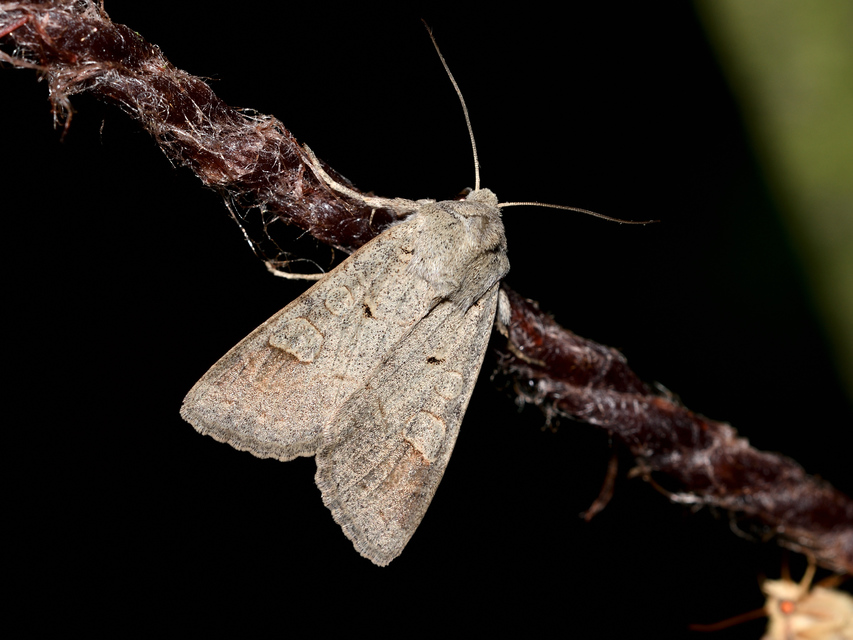 Ammoconia caecimacula - szürke őszibagoly