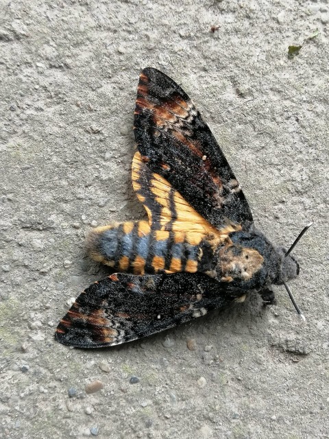 Acherontia atropos - halálfejes lepke