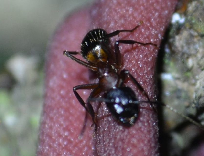 Camponotus ligniperda - faodvasító lóhangya