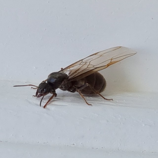 Lasius bombycina - pusztai feketehangya