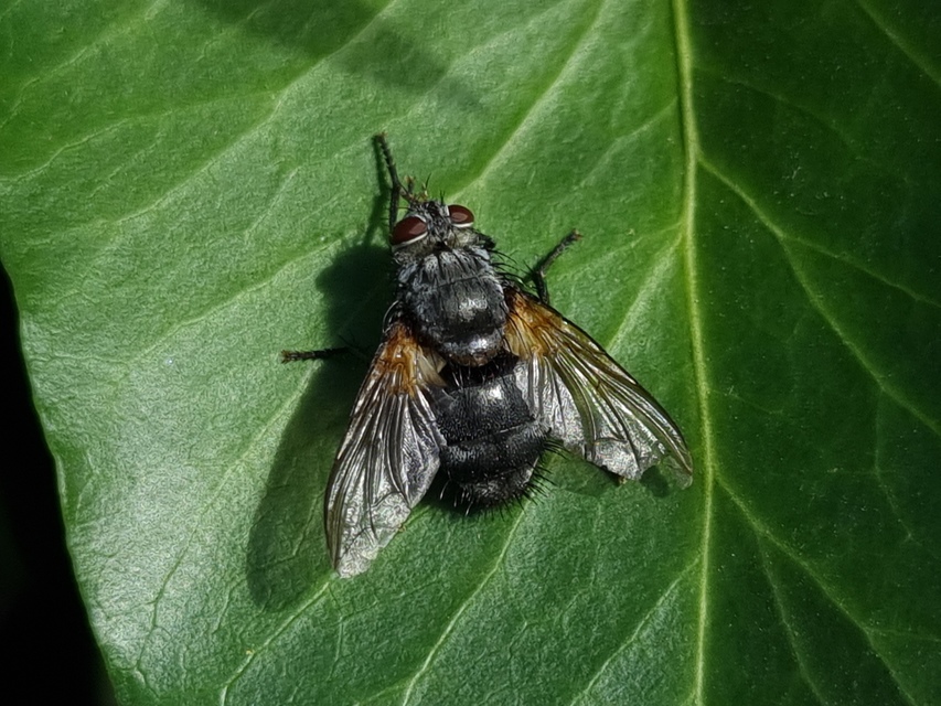 Nemoraea pellucida