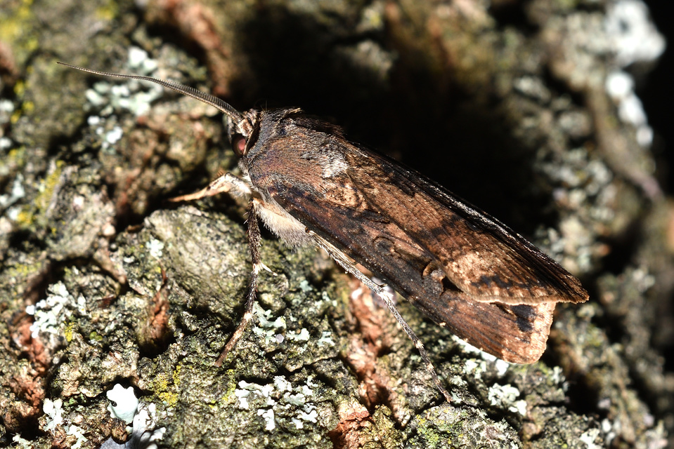 Agrotis ipsilon - nagy földibagoly