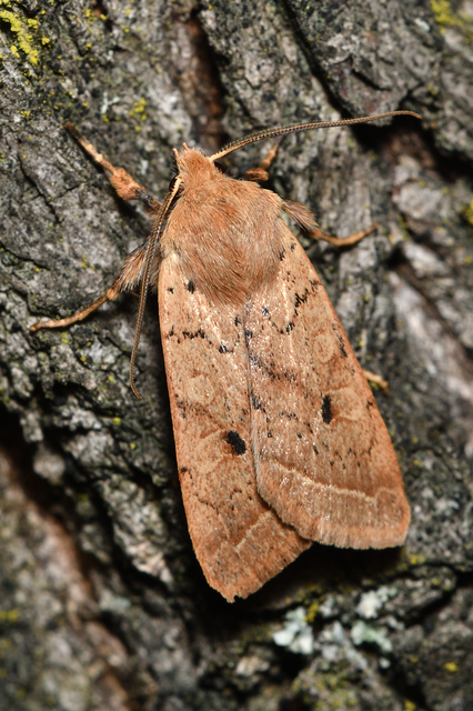 Leptologia macilenta - gyertyán-őszibagoly