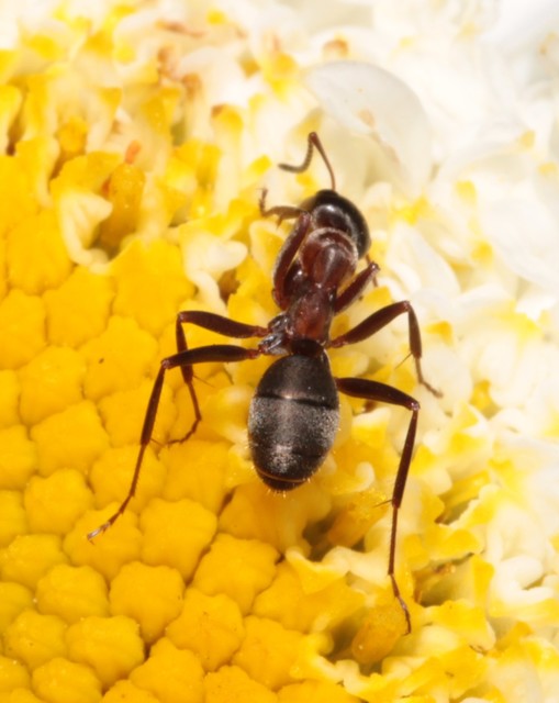 Formica rufibarbis - vörös rabszolgahangya