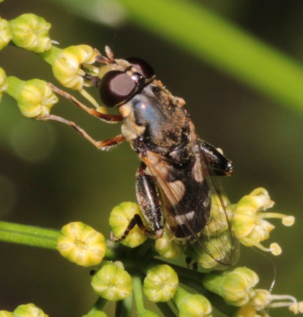Syritta pipiens - zizegő comboslégy