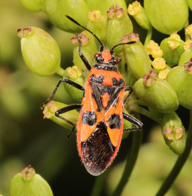 Corizus hyoscyami - piros karimáspoloska