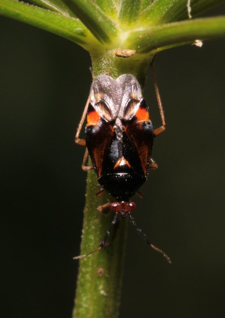 Deraeocoris ruber - vöröses mezeipoloska