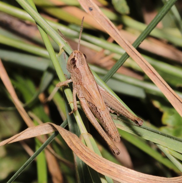 Pseudochorthippus parallelus - közönséges rétisáska