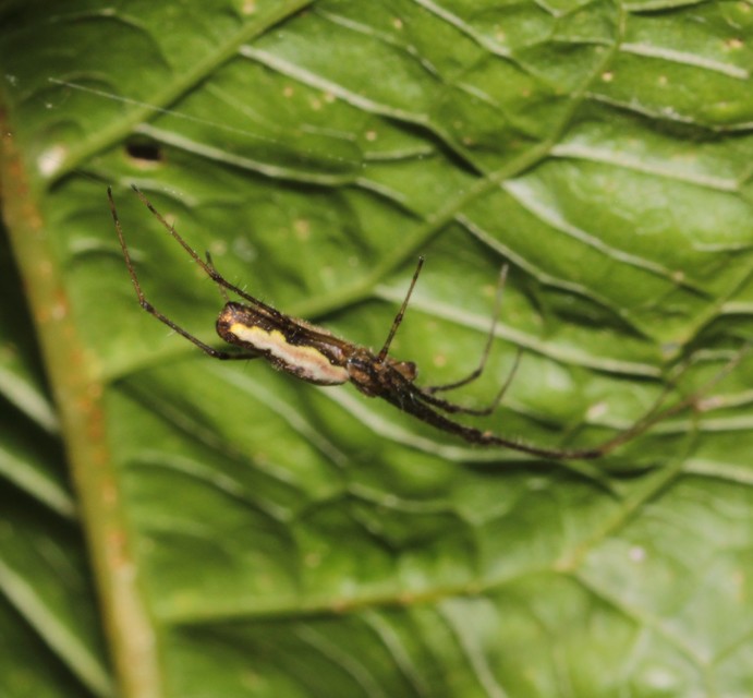 Tetragnatha