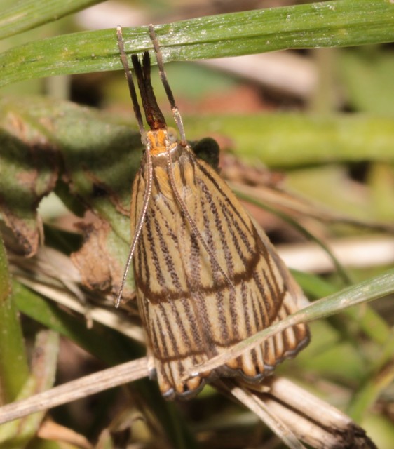 Chrysocrambus linetella - déli fűgyökérmoly
