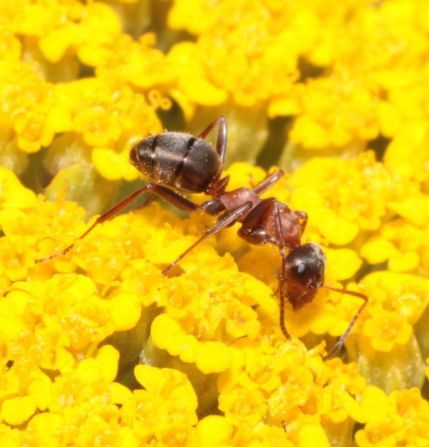 Formica rufibarbis - vörös rabszolgahangya