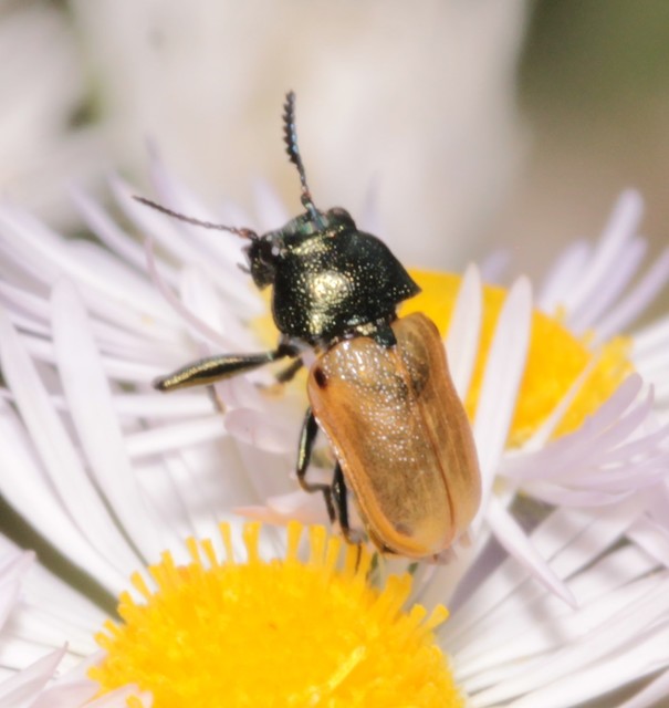 Labidostomis Labidostomis