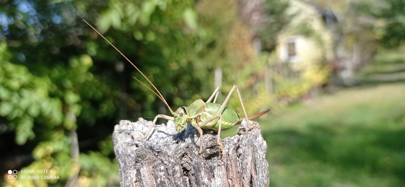 Ephippiger ephippiger - nyergesszöcske