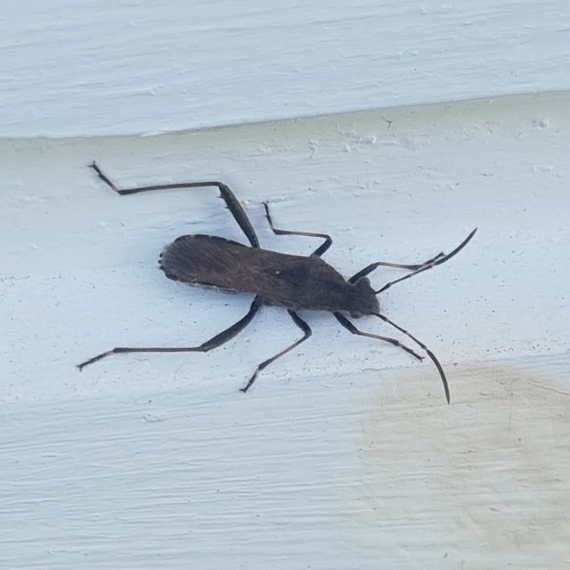 Alydus calcaratus - szőrös tövispoloska