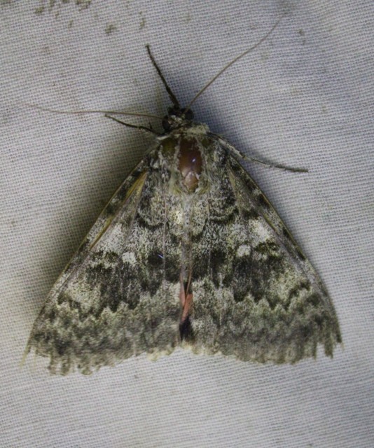 Catocala elocata - közönséges övesbagoly