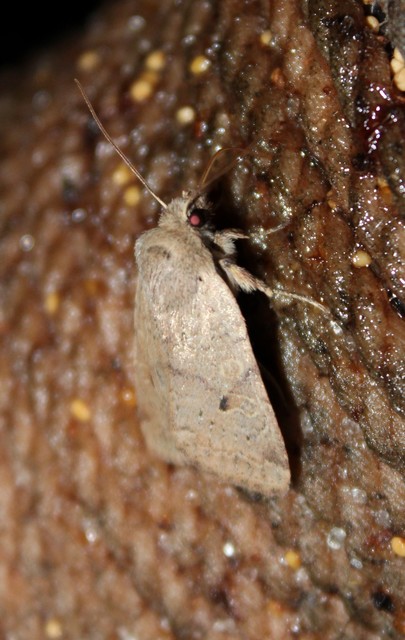 Propenistra laevis - könnyű őszibagoly