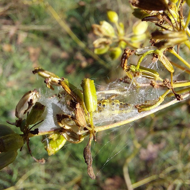 Sitochroa palealis - kénszárnyú dudvamoly