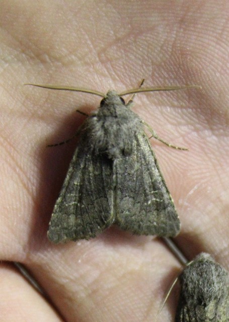 Aporophyla lutulenta - sziki őszibagoly