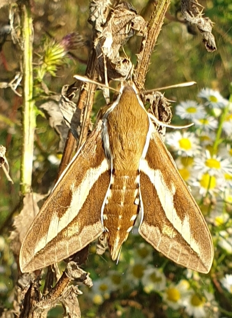 Hyles gallii - galajszender