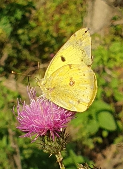 Colias erate - csángó-kéneslepke