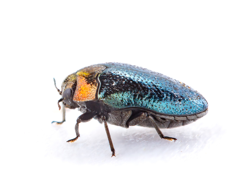 Trachys troglodytiformis - mályva-vájárdíszbogár