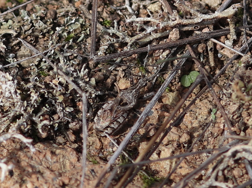 Coranus