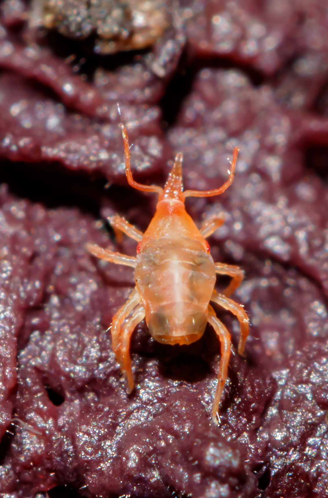 Bdellidae