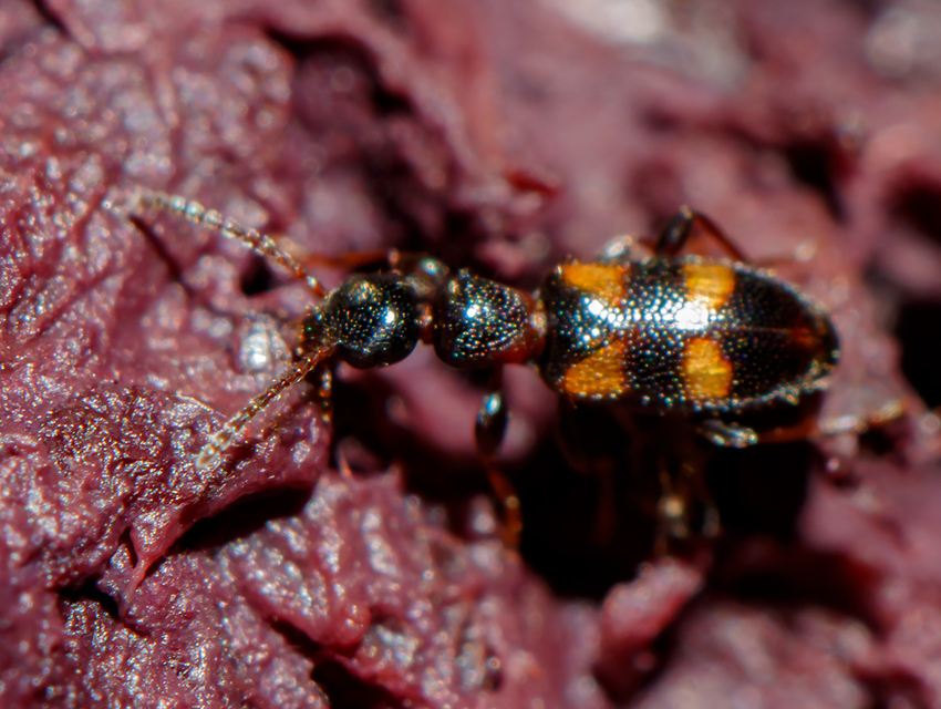 Omonadus bifasciatus - kétöves fürgebogár