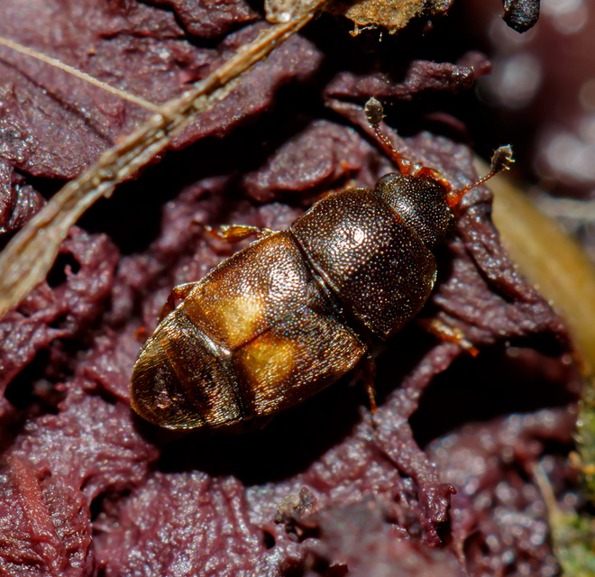 Carpophilus hemipterus - kétszínű gyümölcsfénybogár Carpophilus hemipterus - kétszínű gyümölcsfénybogár
