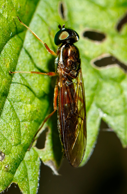 Sargus bipunctatus - kétpettyes fémeslégy