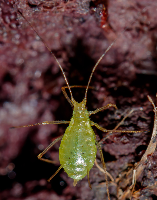 Aphididae - valódi levéltetvek