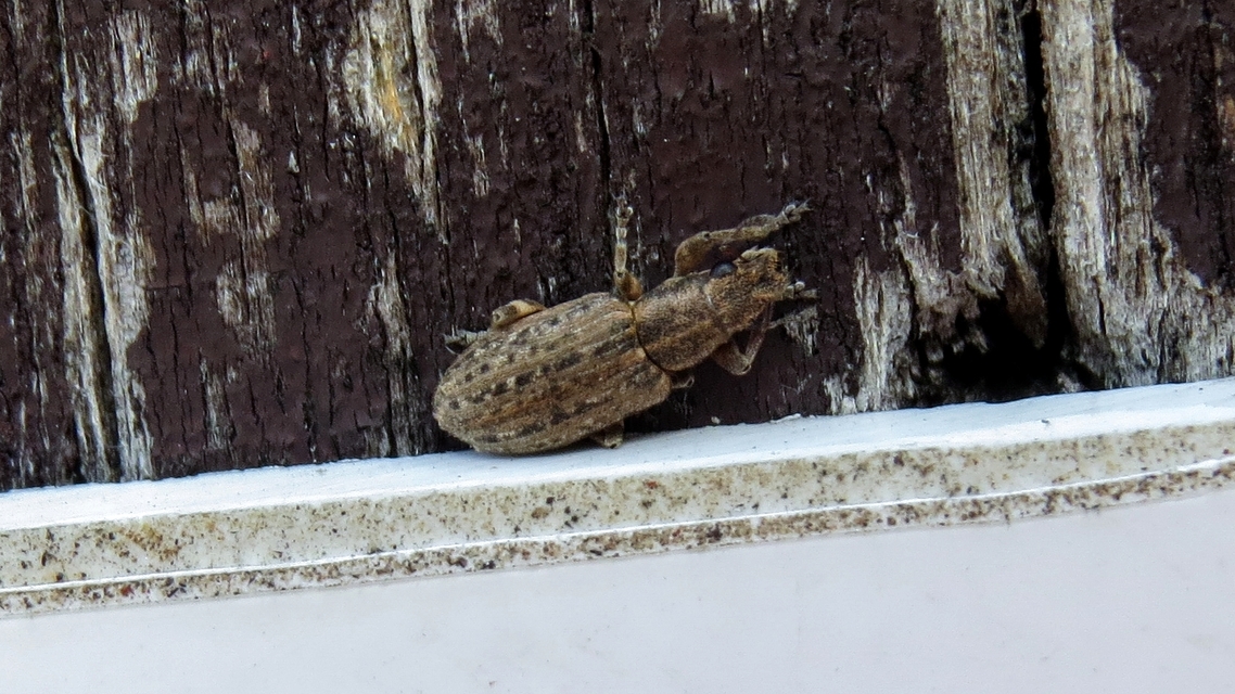 Sitona callosus - szempillás csipkézőbogár