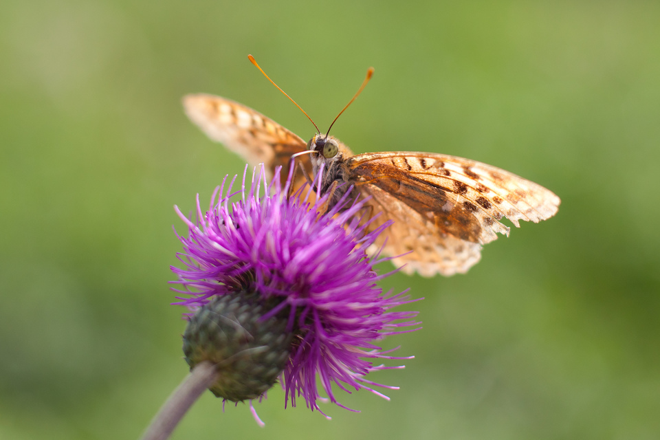 Argynnis pandora - zöldes gyöngyházlepke