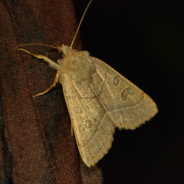 Mesogona acetosellae - madársóskabagoly