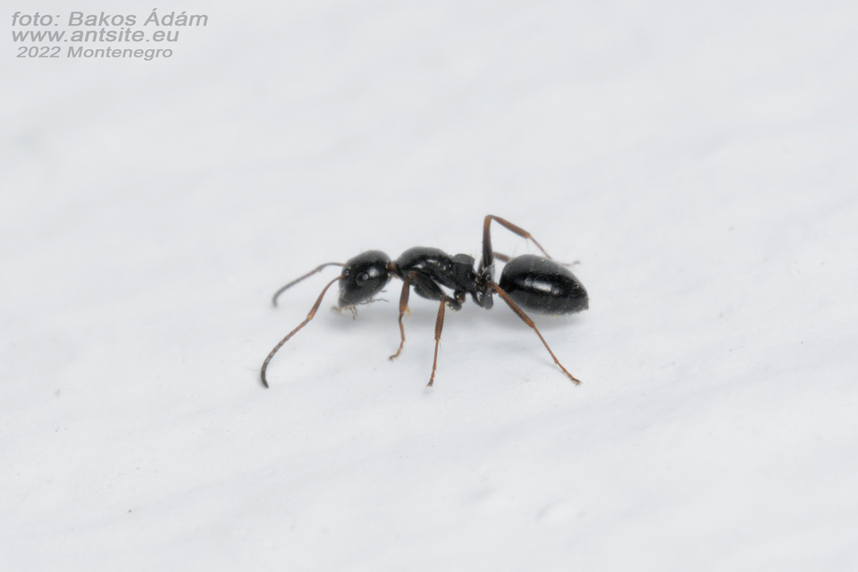 Camponotus piceus - szurkos lóhangya