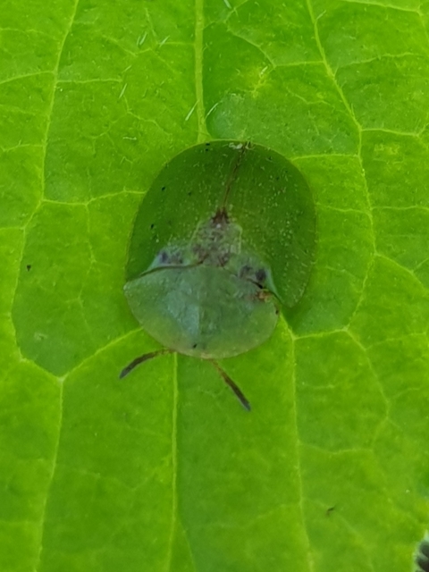 Cassida rubiginosa - lapos pajzsbogár Cassida rubiginosa - lapos pajzsbogár