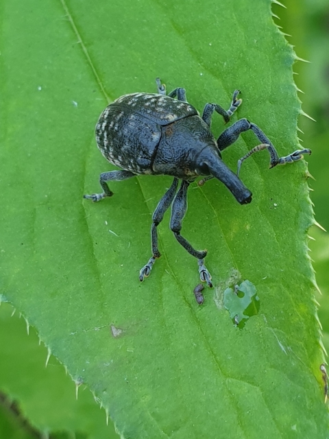 Larinus sturnus - aszat-púderbarkó