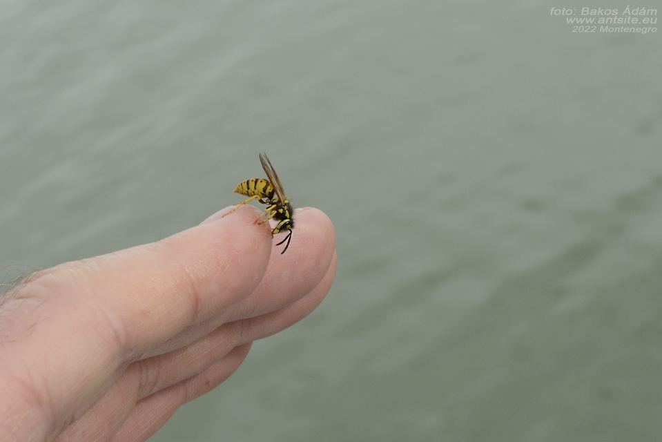 Vespula vulgaris - kecskedarázs