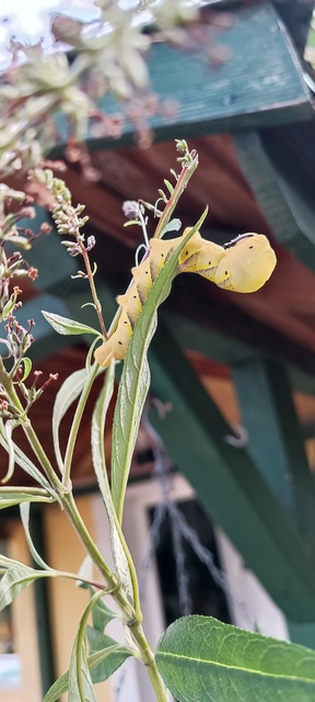 Acherontia atropos - halálfejes lepke