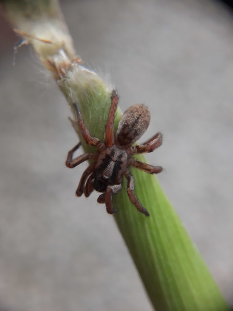 Nemesia budensis/pannonica