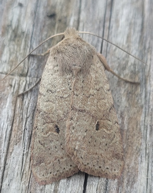 Propenistra laevis - könnyű őszibagoly