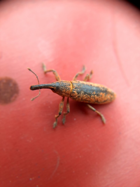 Lixus pulverulentus - mályvafúró dudvabarkó