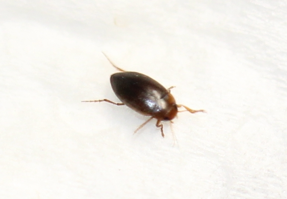 Hydroporus angustatus - karcsú kiscsíkbogár