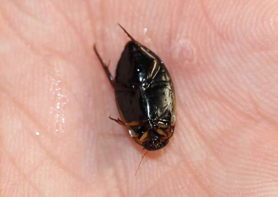 Rhantus suturalis - gyakori particsíkbogár