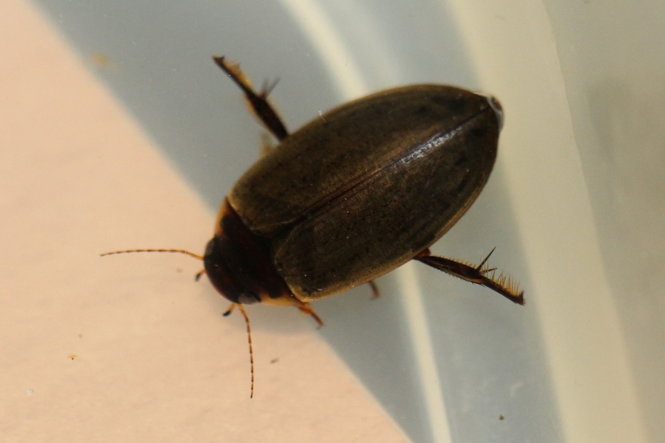 Colymbetes fuscus - gyakori recéscsíkbogár