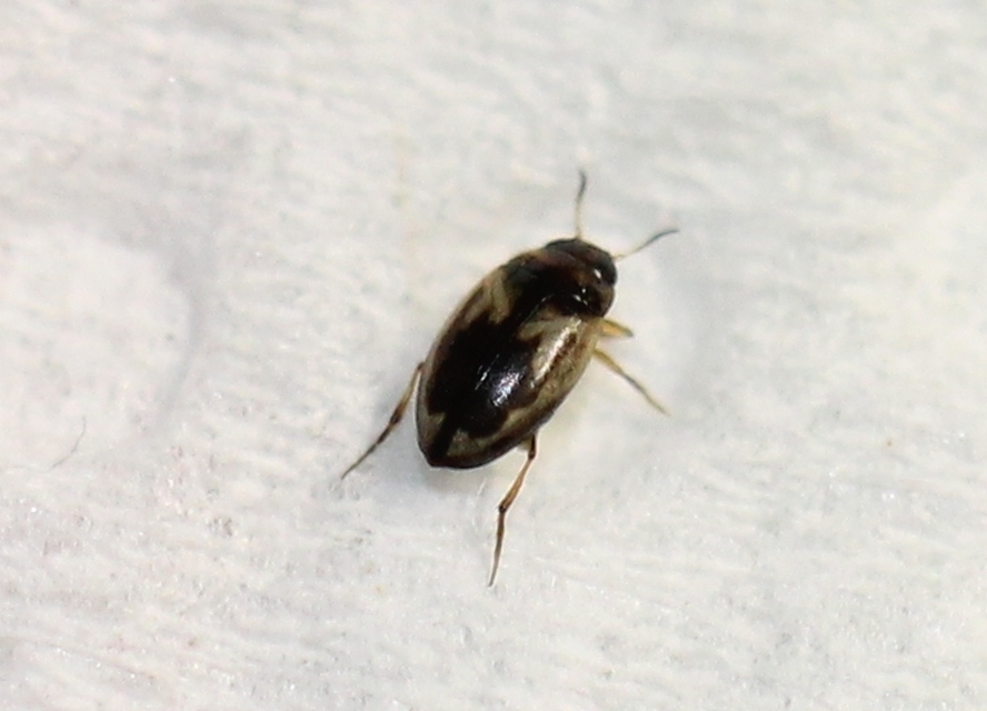 Hydroglyphus geminus - gyakori paránycsíkbogár